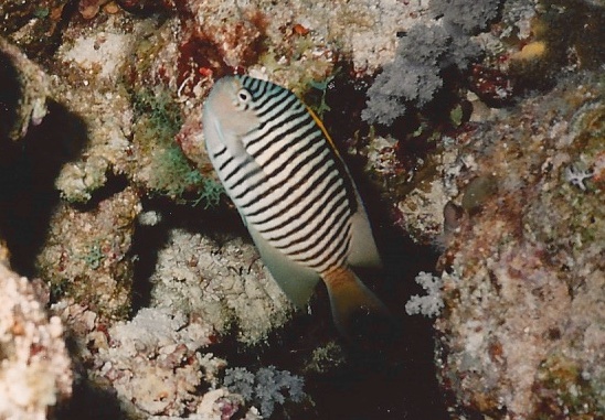 Ange lyre zébré de l'Océan Indien -Genicanthus caudivittatus