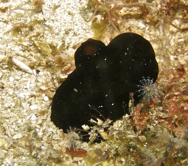 ascidie-noire-Phallusia-fumigata-Mer-de-Chine