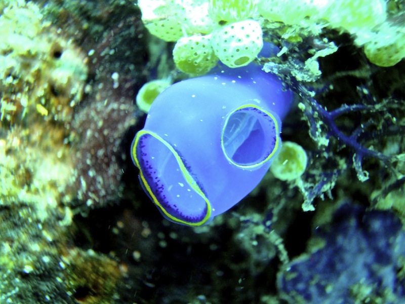 Claveline-translucide-bleue-Rhopalasea-sp-Mer-de-Chine