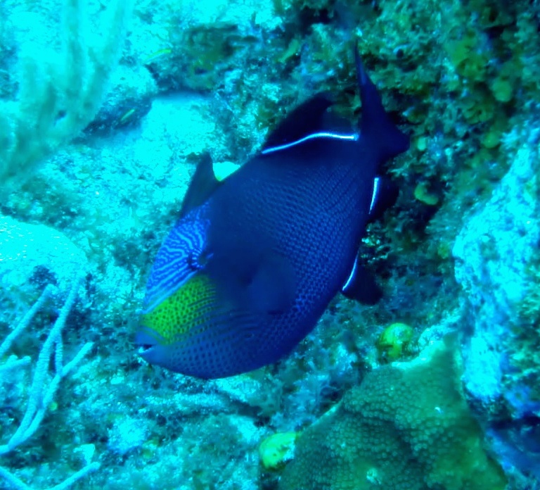 Baliste noir - Melichthys niger