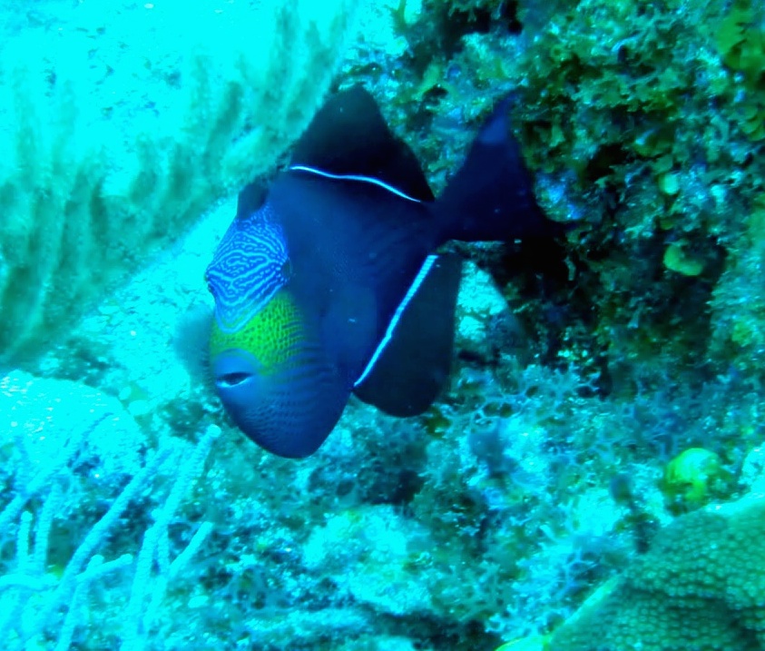 Baliste noir - Melichthys niger
