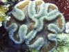 Corail-_-Symphyllia agaricia