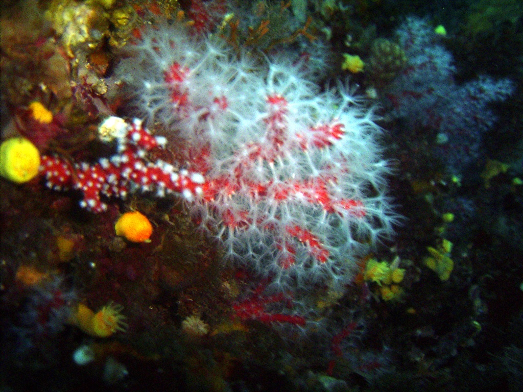 6 Corail rouge de Méditerranée