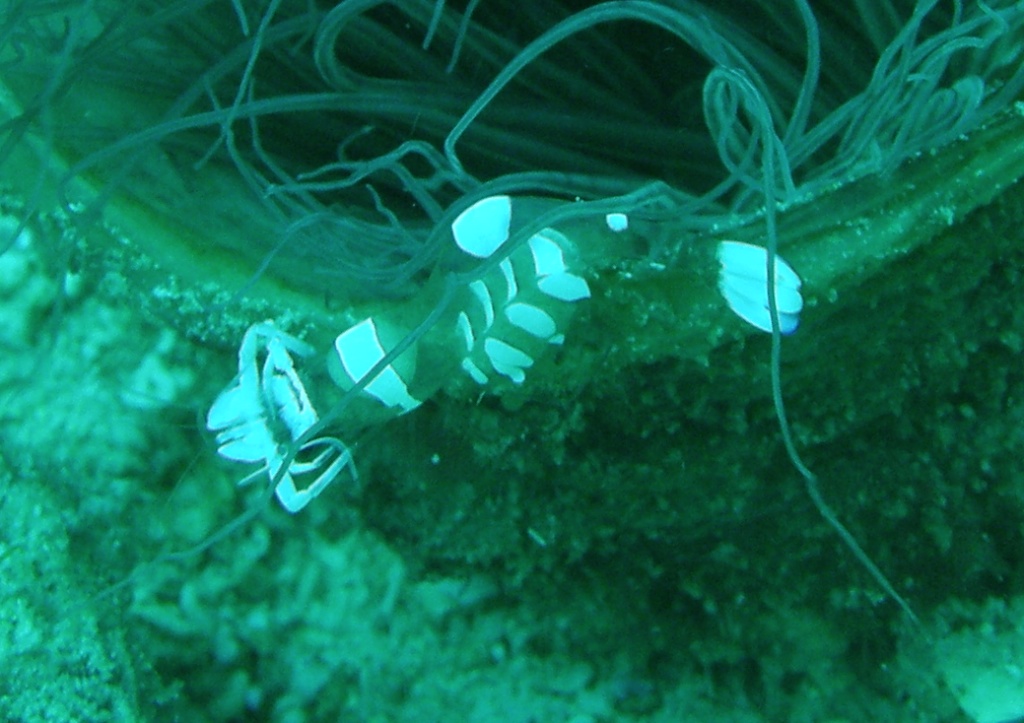 Crevette-queue-de-paon