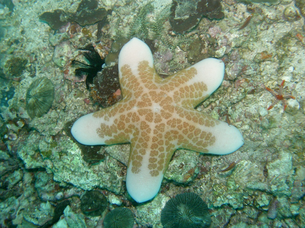 Etoile-de-mer-Choriaster-granulatus