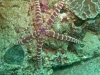 Etoile-de-mer-verruqueuse