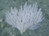 Gorgone-blanche-Eunicella-singularis-1