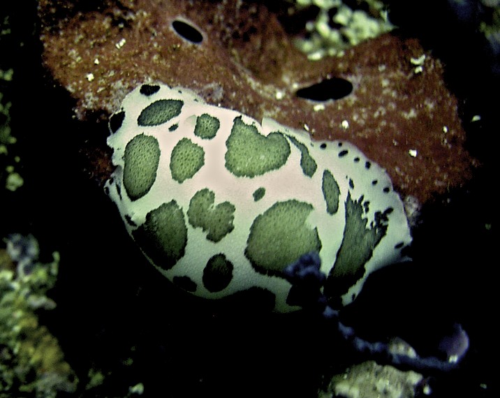 Doris dalmatienne /Peltodoris atromaculata