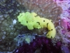 Limace jaune - Aegire minor