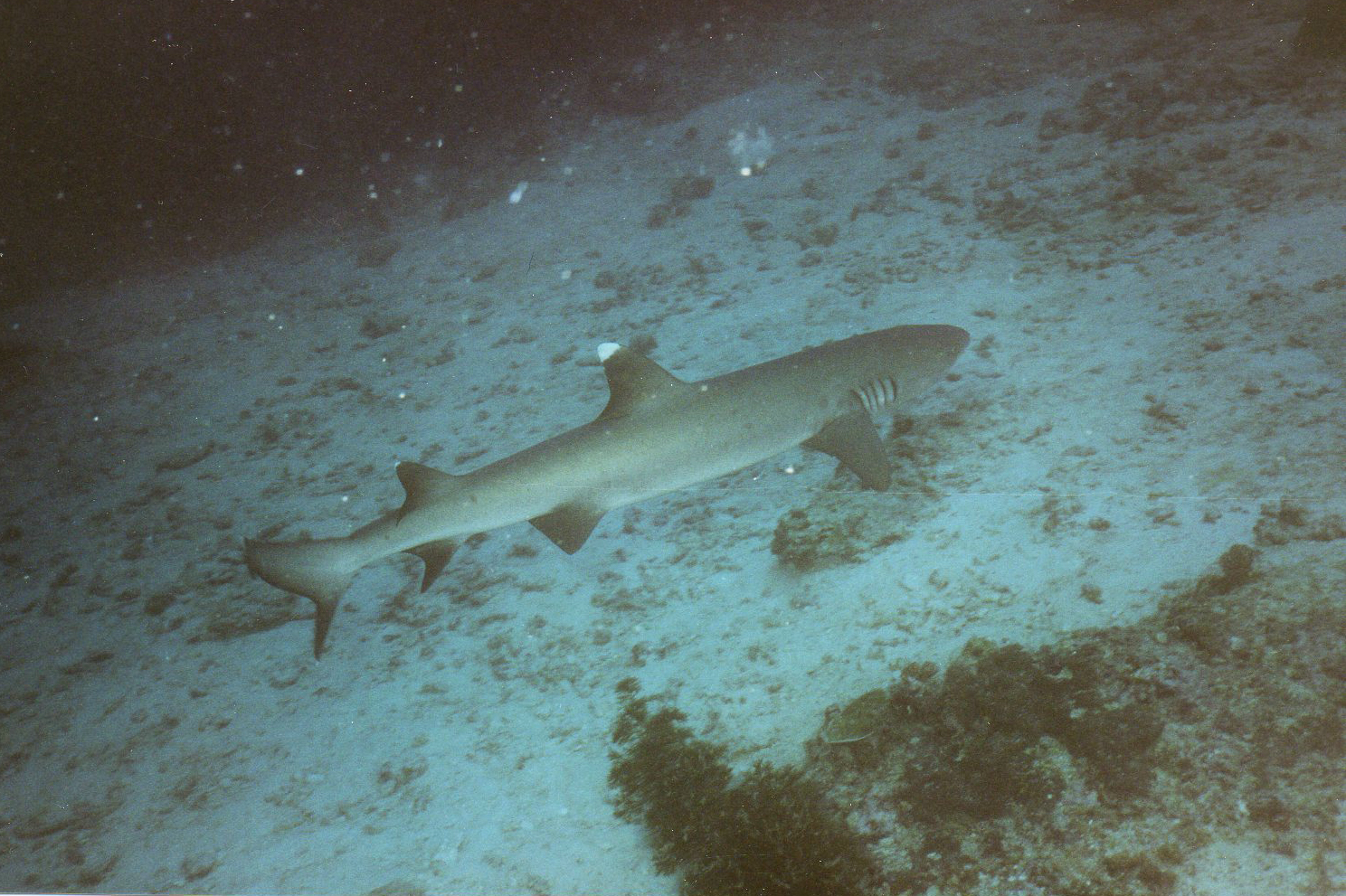 Requin à ailerons blancs - Trianodon obesus