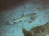 Requin à ailerons blancs - Trianodon obesus