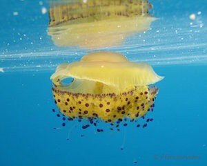 cnidaires-meduse-oeuf-au-plat-cotylorhiza-tuberculata-04